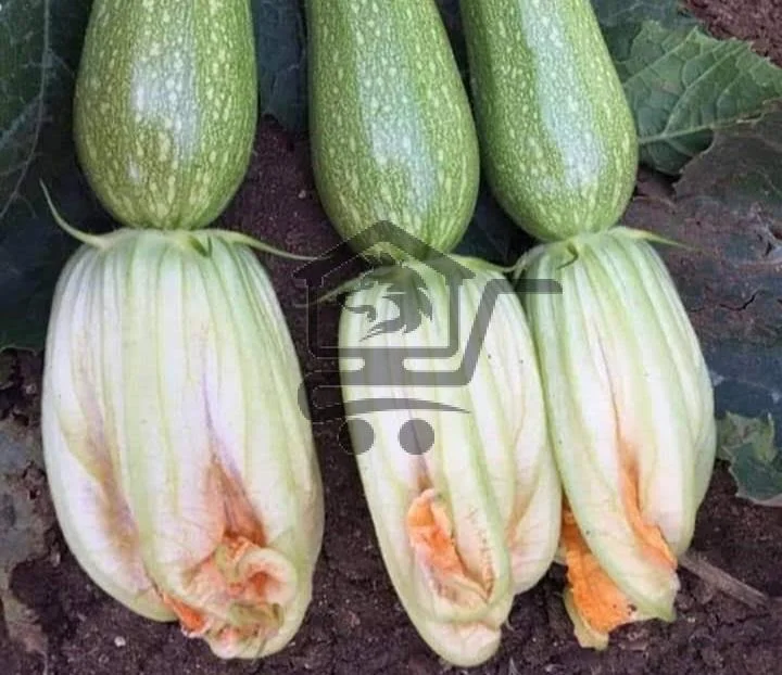 مهندس زراعي - الصورة 2