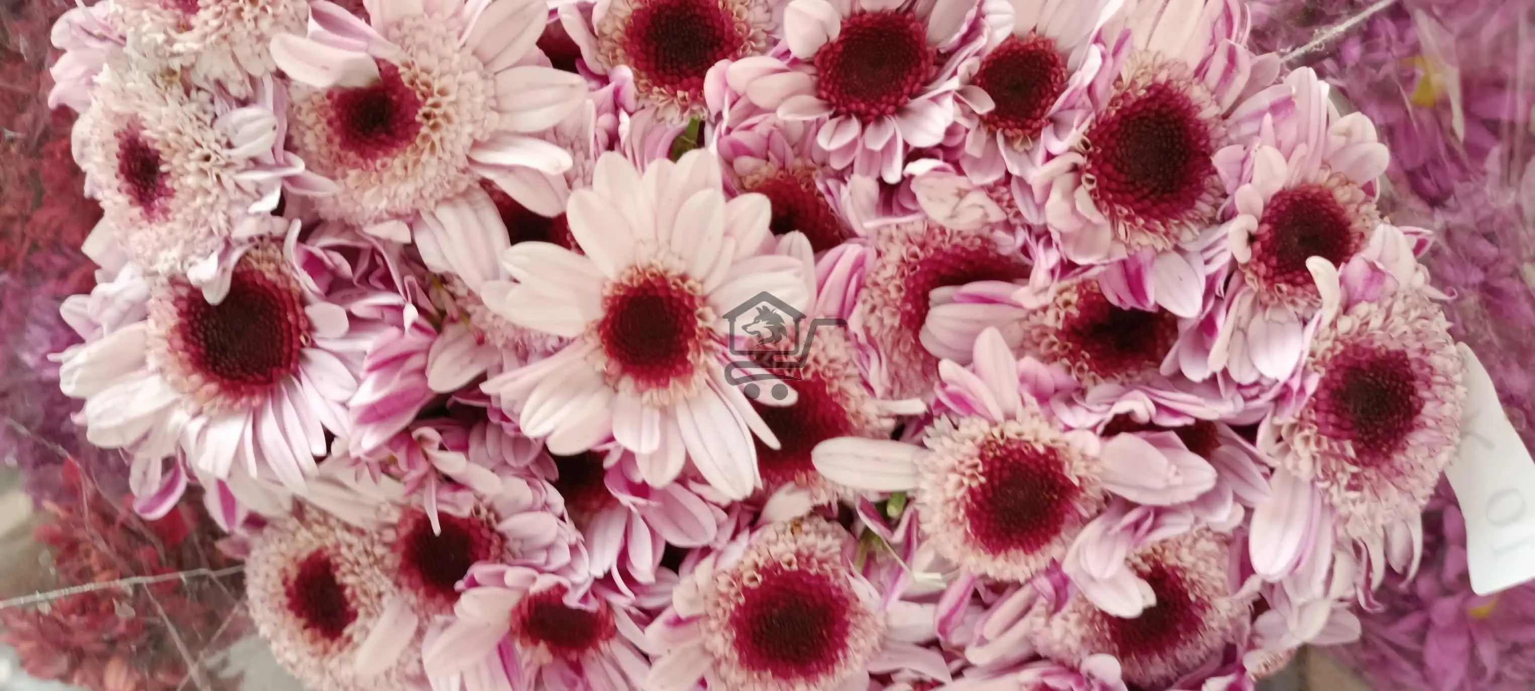 مشتل الخال ببيلا - الصورة 9