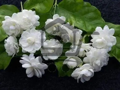 غاردينيا - الصورة 3