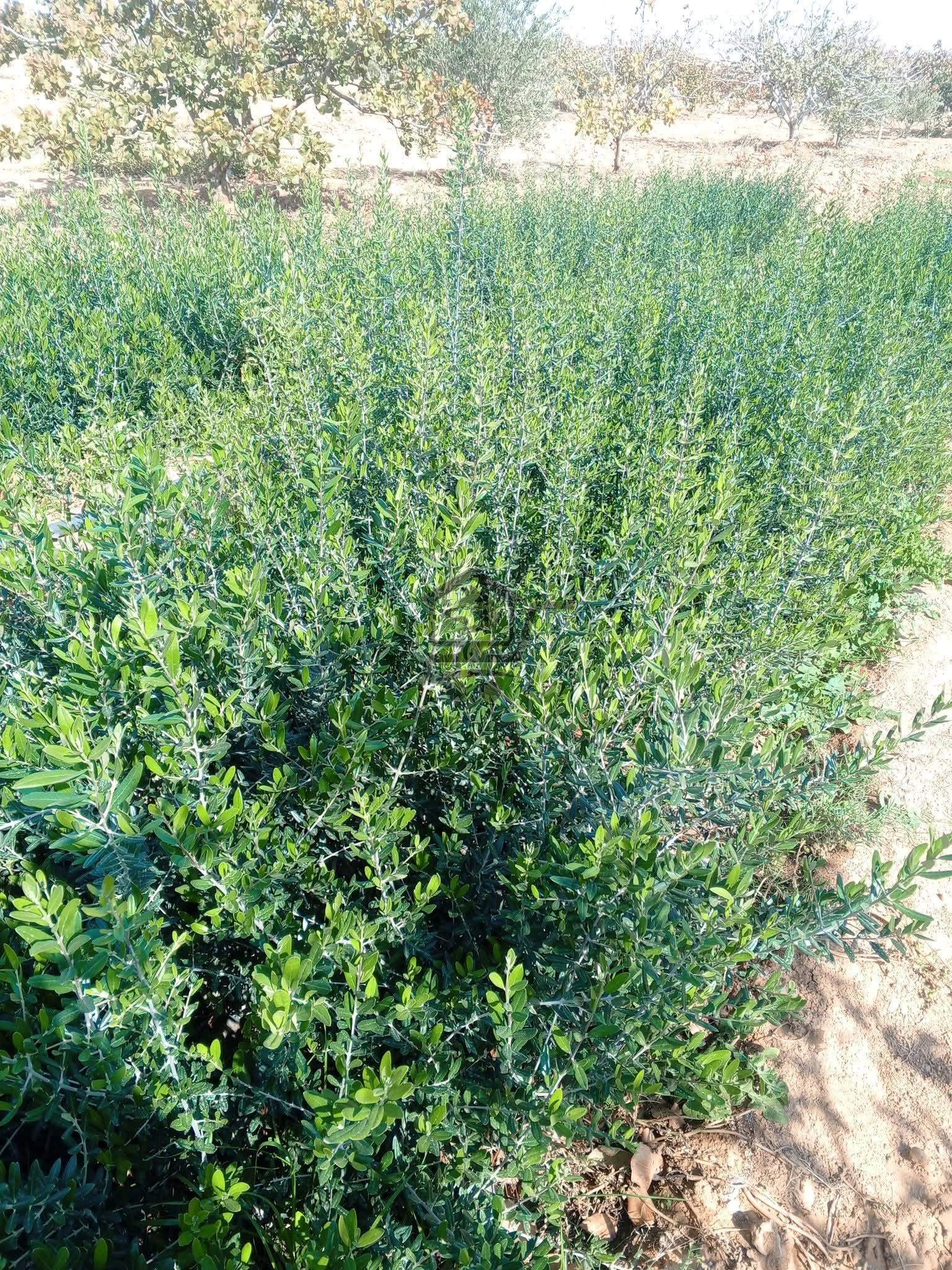 شتل زيتون - الصورة 5