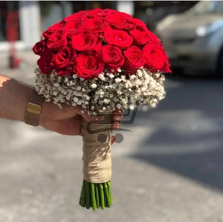 غاردينيا - الصورة 2