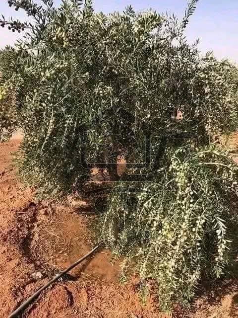 مشتل الجبل - الصورة 4