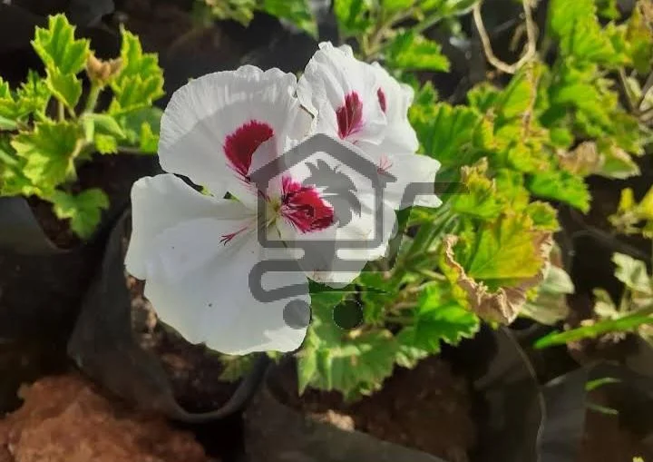 مشتل الخير الزراعي - الصورة 2