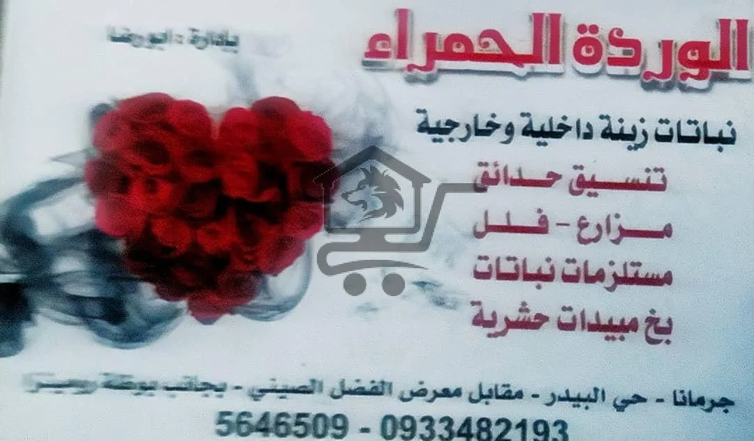 🌹الوردة الحمراء
