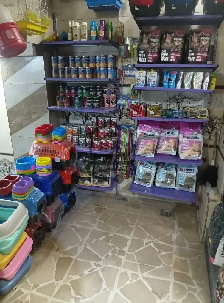 دلل قطتك من محل الكناري الذهبي