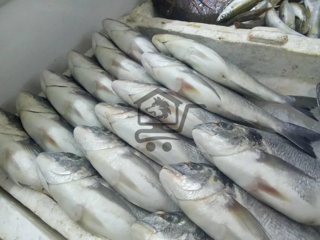 مسمكة ابو كف - الصورة 3