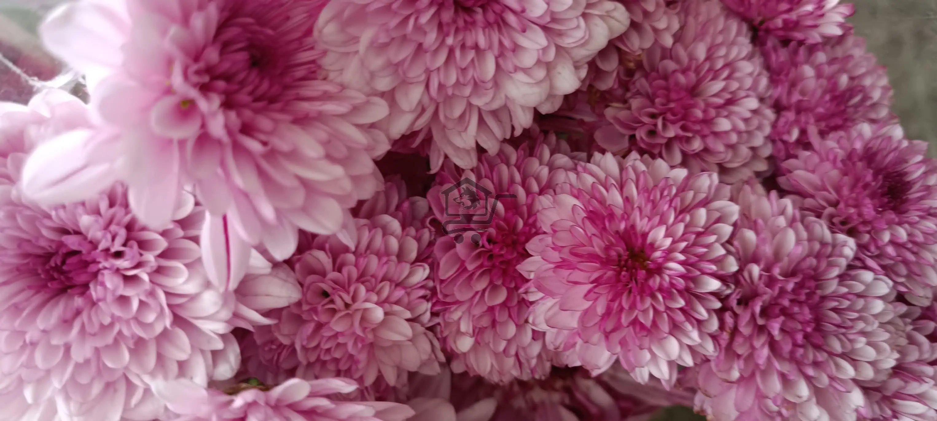 مشتل الخال ببيلا - الصورة 2