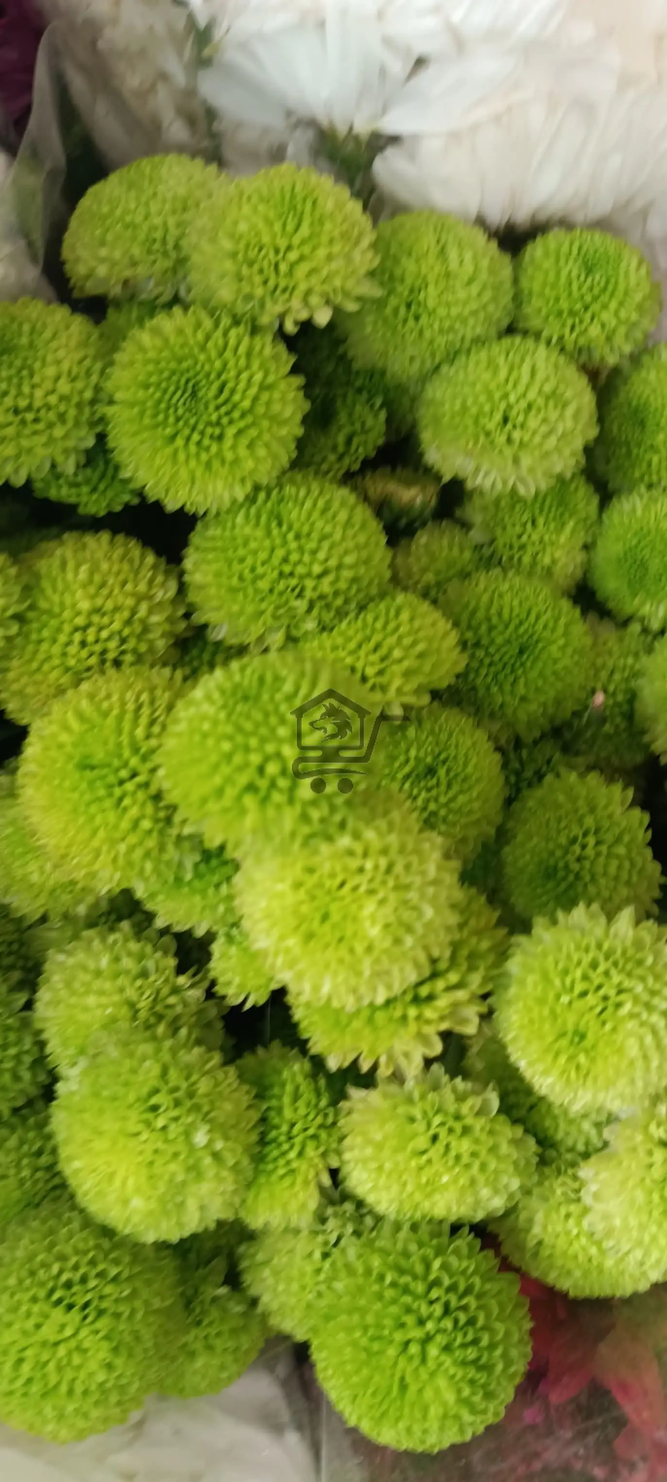 مشتل الخال ببيلا - الصورة 4