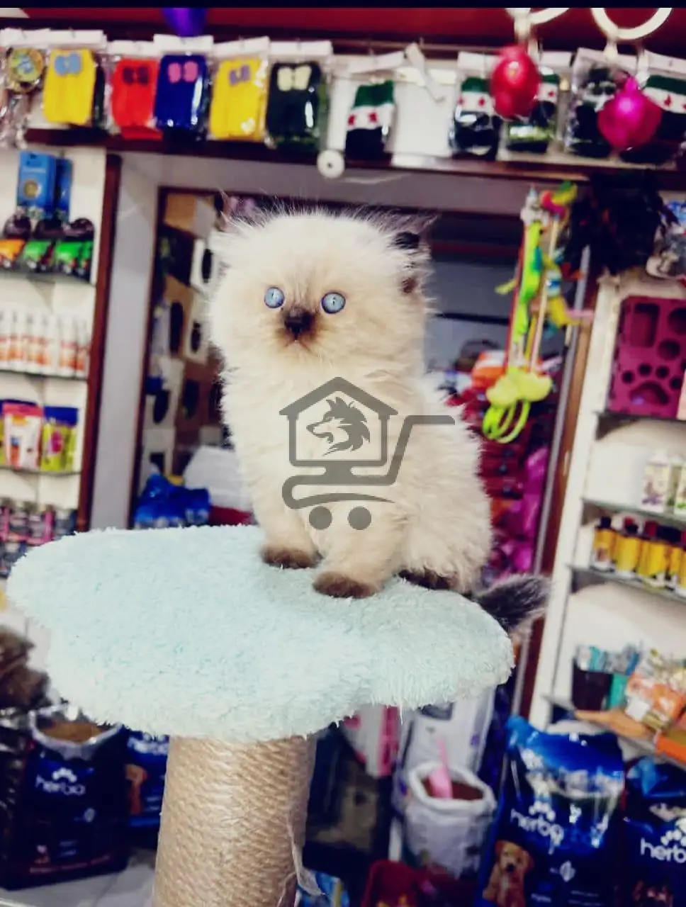 😺لارا كات (جنة الحيوانات الأليفة🐟) - الصورة 4