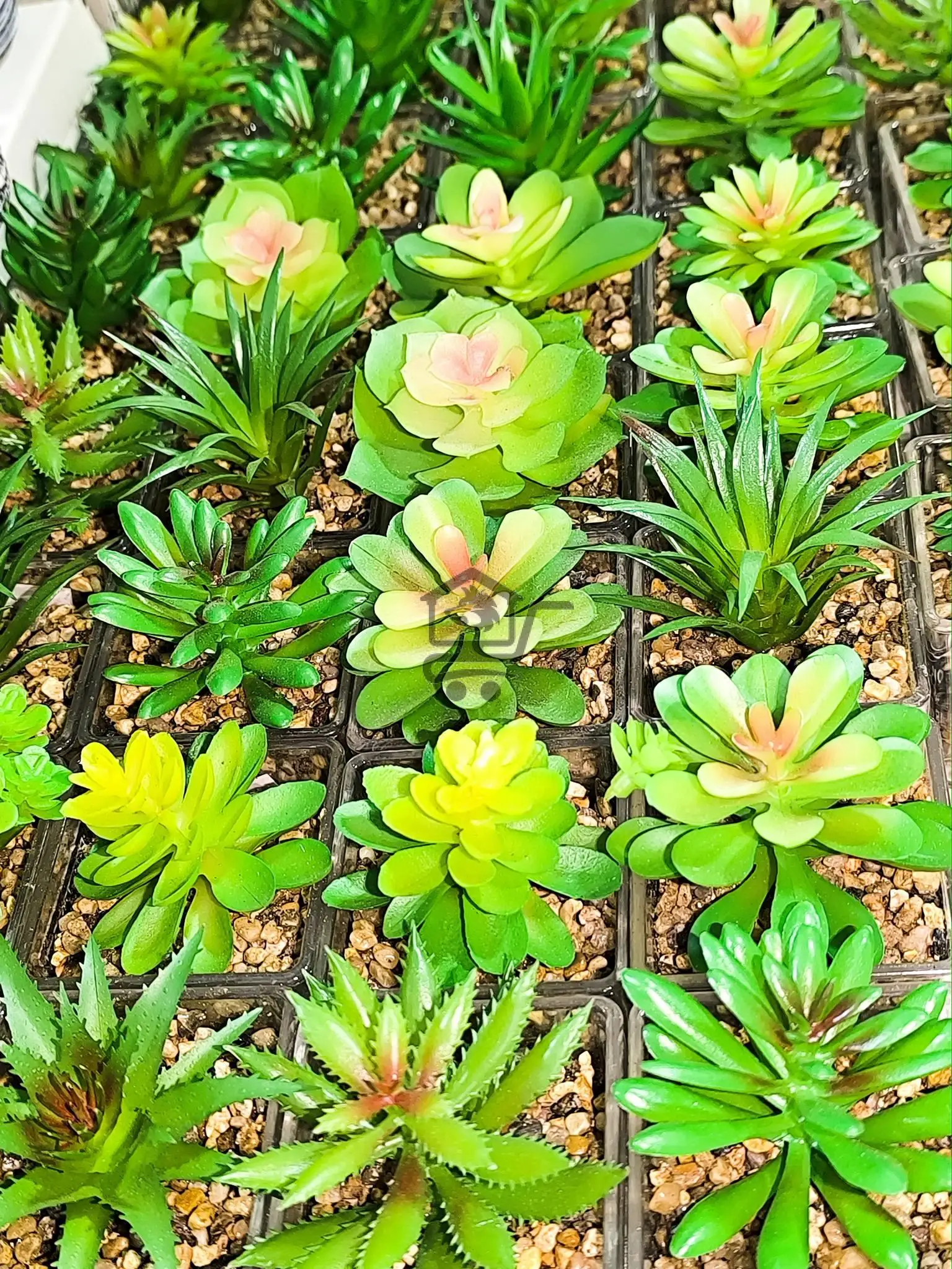 الأسمر مول - الصورة 3