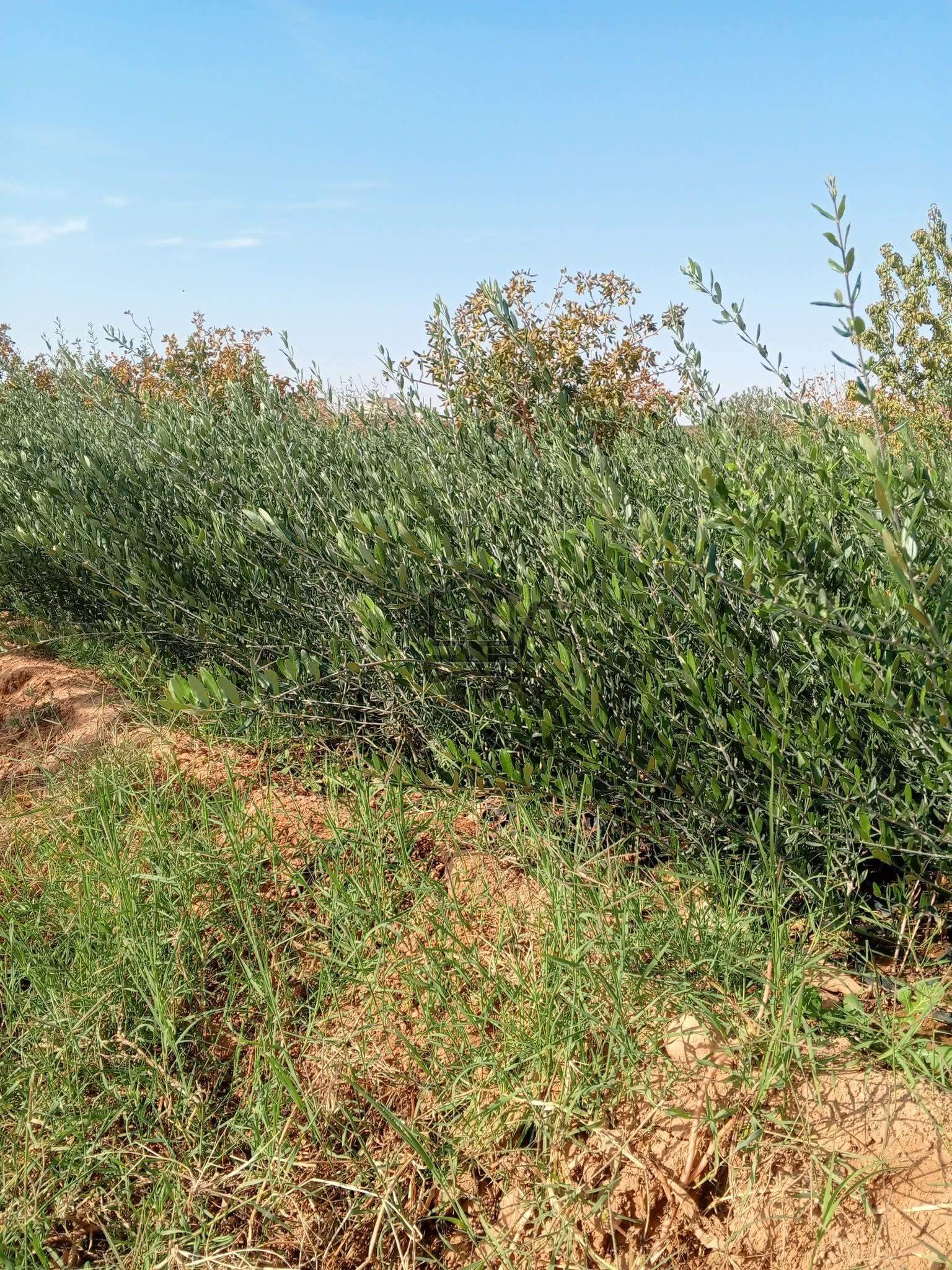 شتل زيتون - الصورة 2