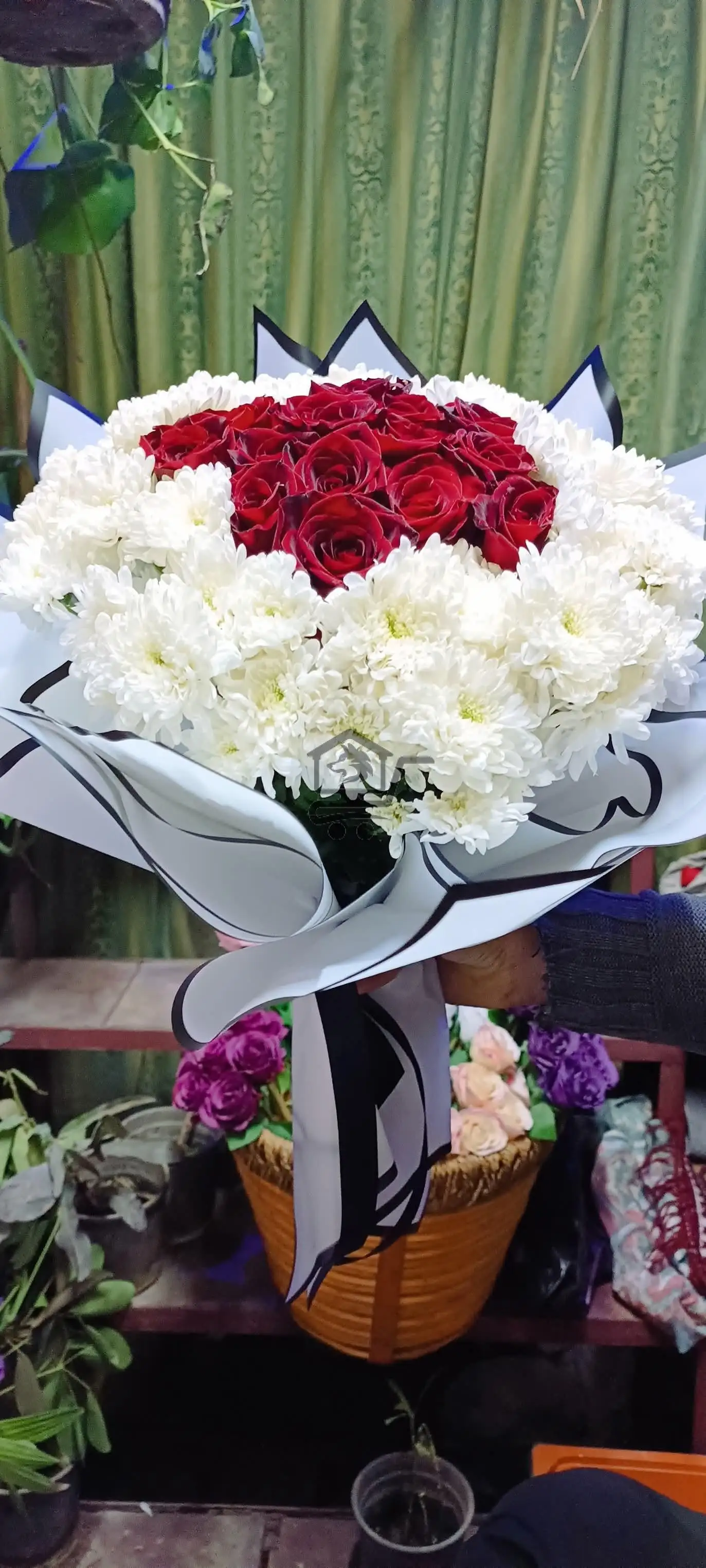 مشتل الخال ببيلا - الصورة 6