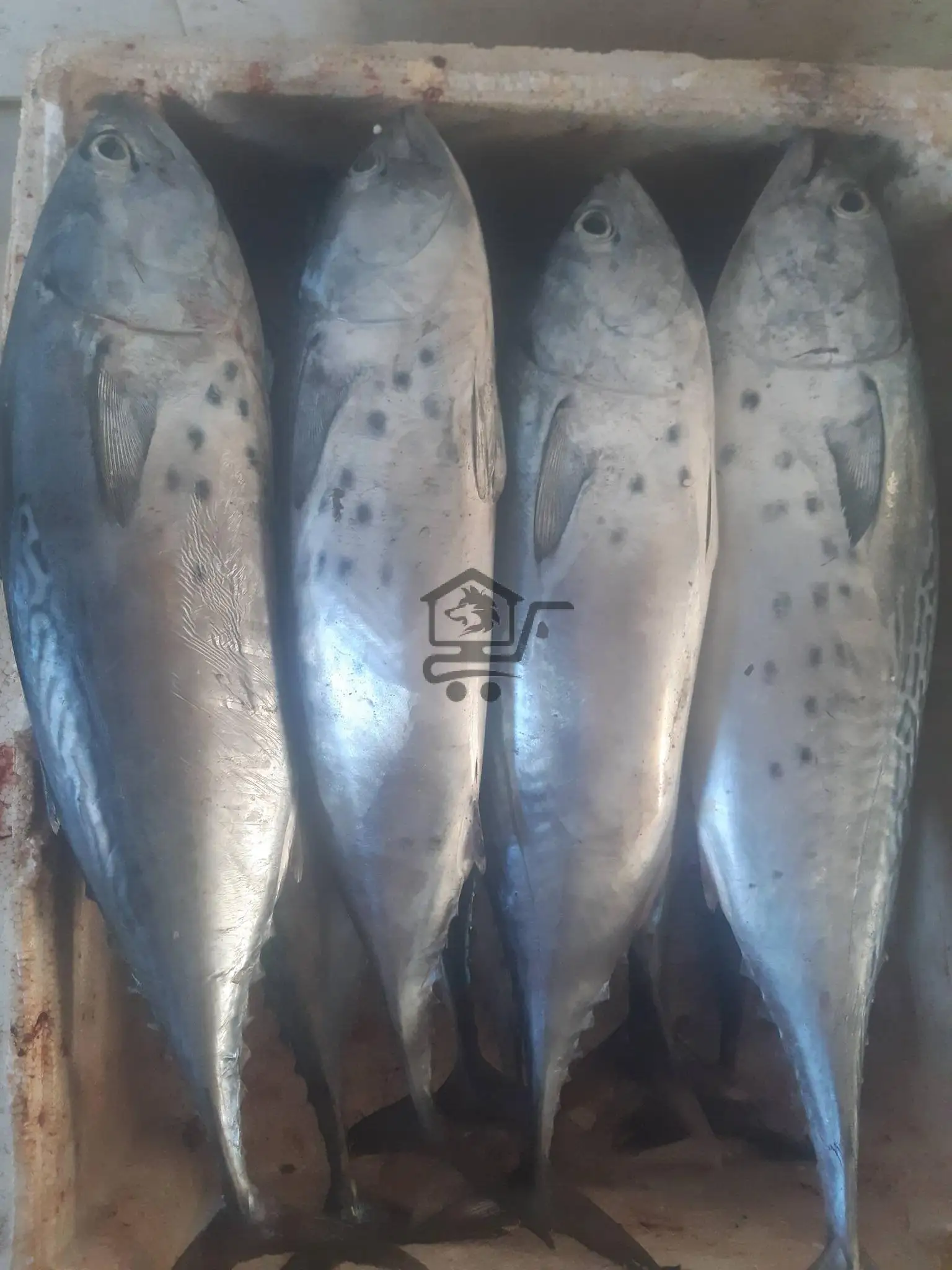 مسمكة سقوبين - الصورة 3