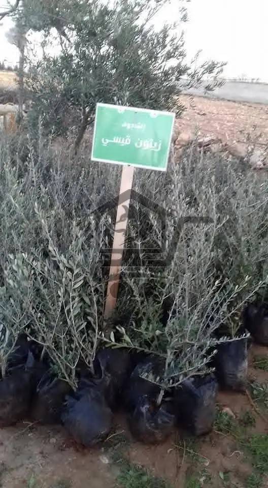 مشتل الشادوف - الصورة 5