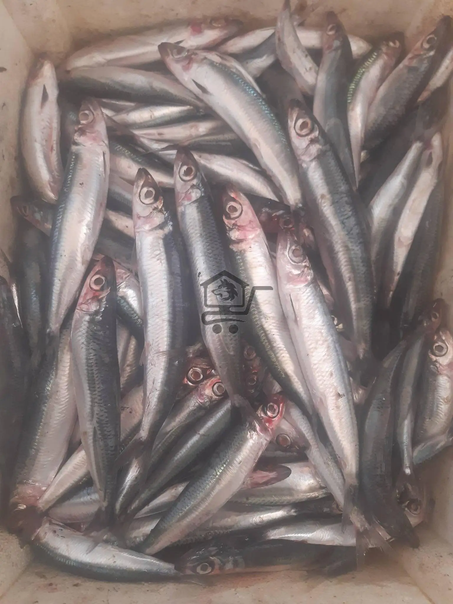 مسمكة سقوبين - الصورة 2