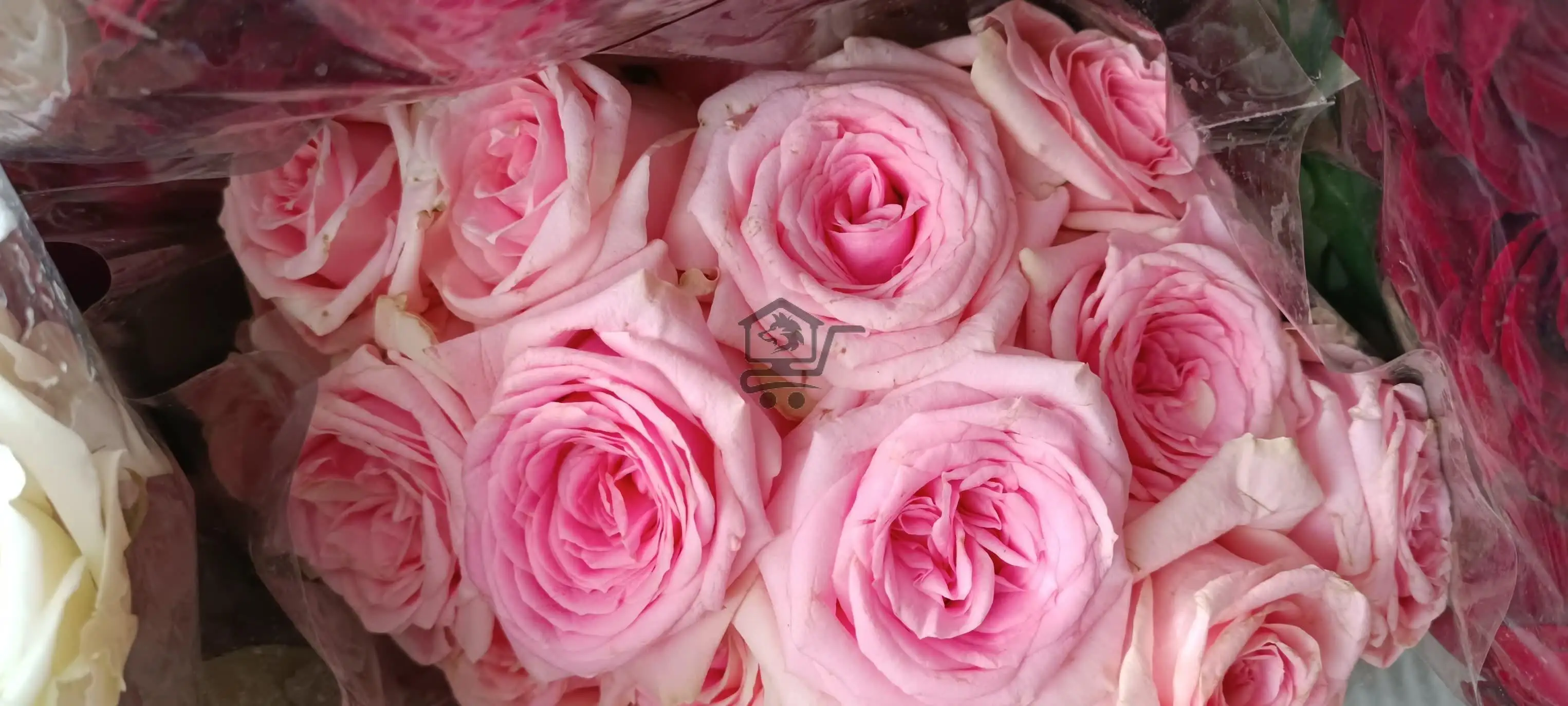 مشتل الخال ببيلا - الصورة 5