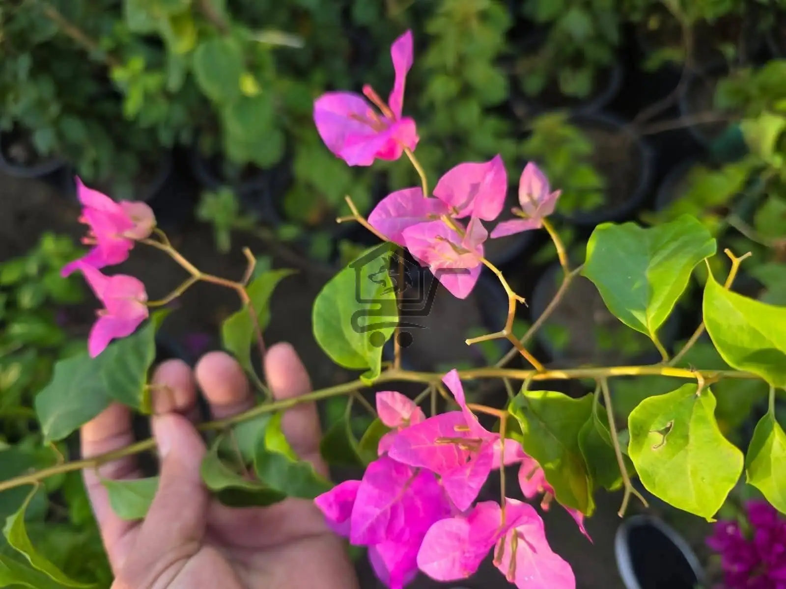 مشتل الناجي - الصورة 2