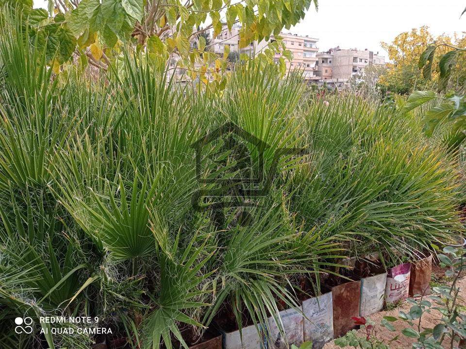 مشتل الوادي - الصورة 4