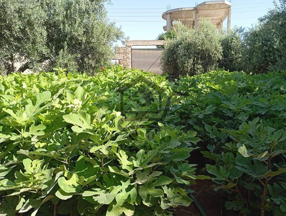 مشتل النيرب الزراعي - الصورة 2