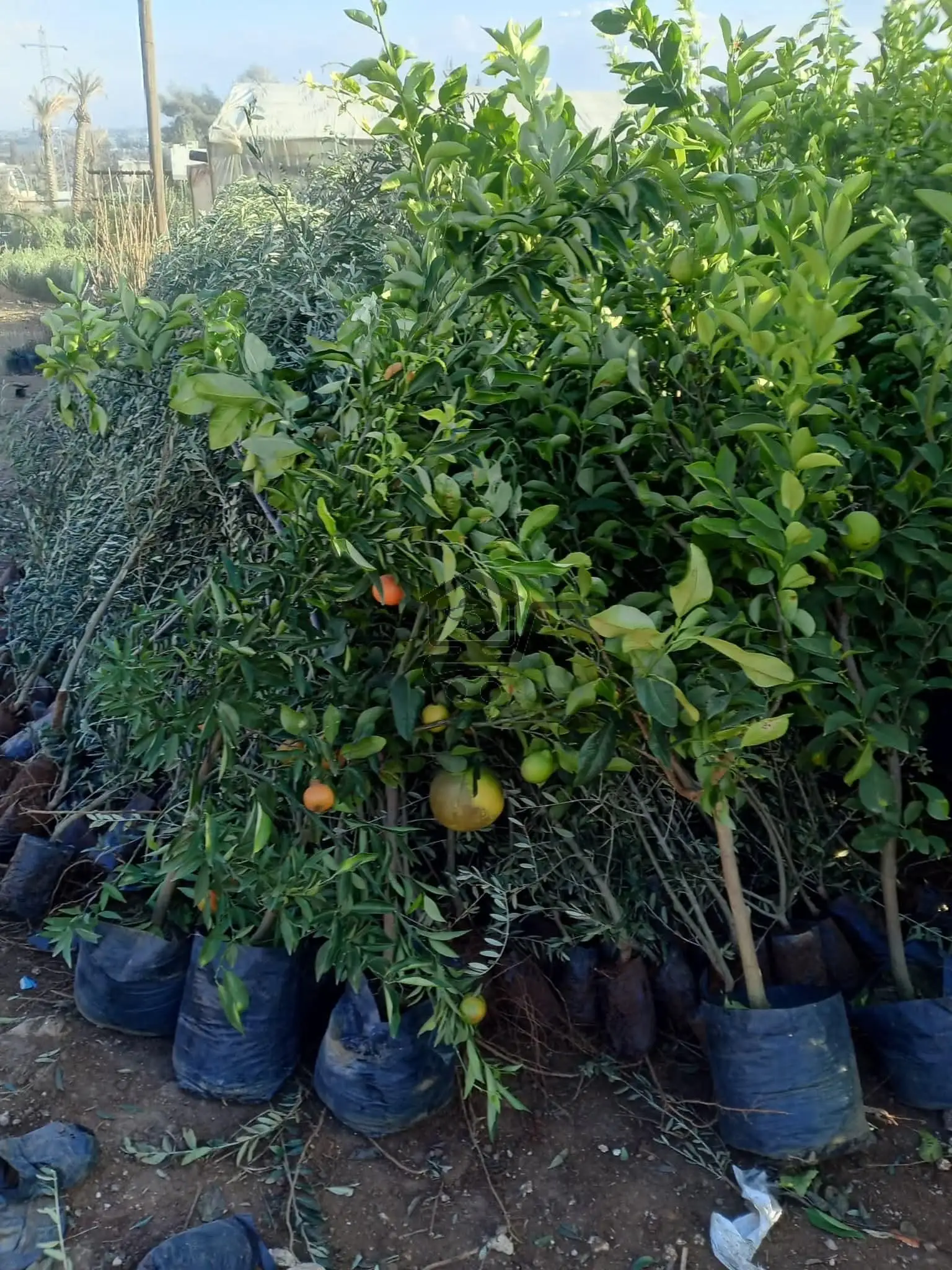 مشتل الناجي - الصورة 4