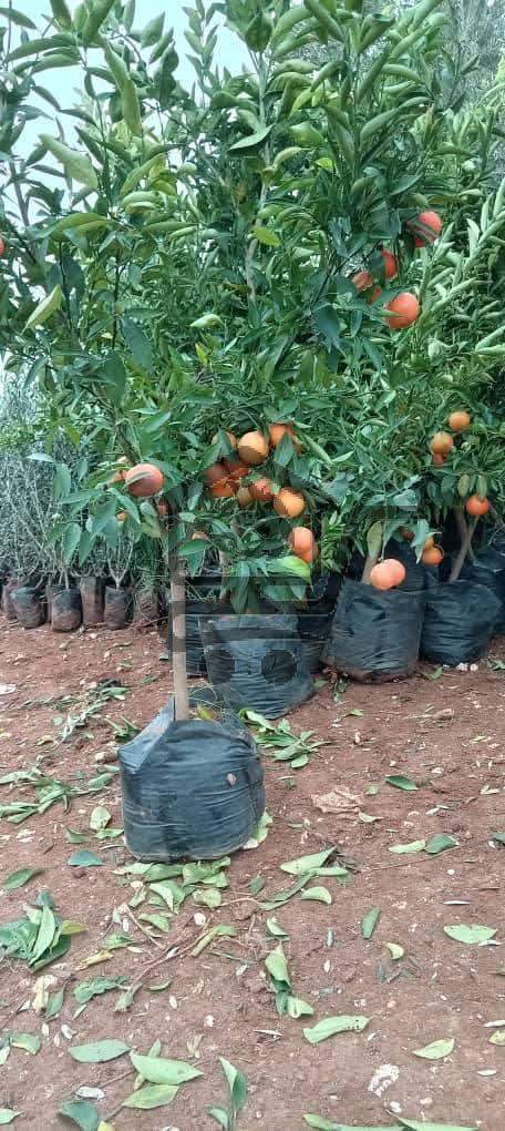 مشتل الناجي - الصورة 6