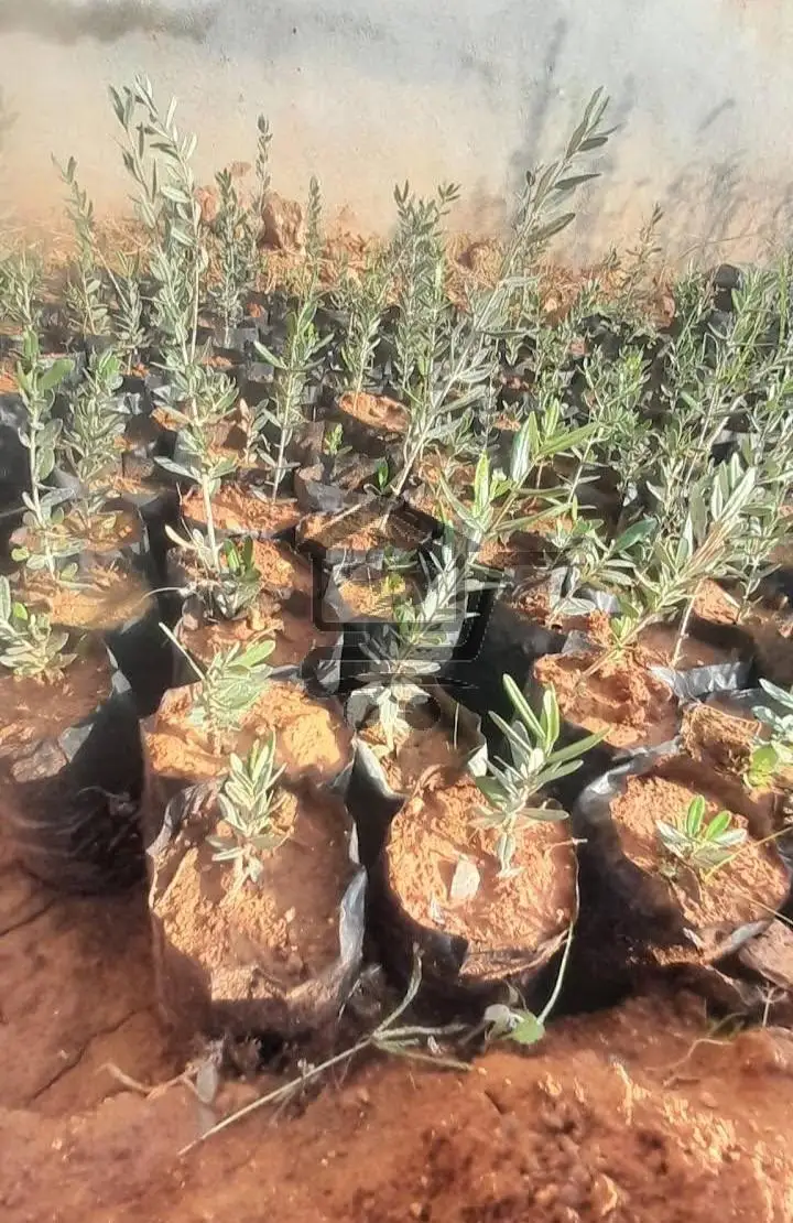 مشتل زيتون - الصورة 2